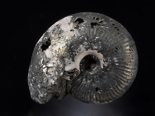 黄鉄鉱化したアンモナイト Pyritized Ammonite 鉱物たちの庭